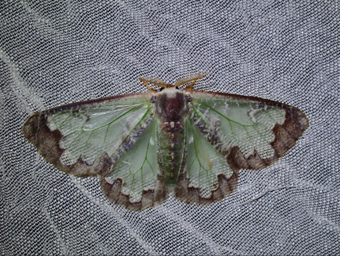 Tussock Moth - Carriola witti  Carriola witti,Dumaran,Moth,Palawan,Philippines,Tussock Moth
