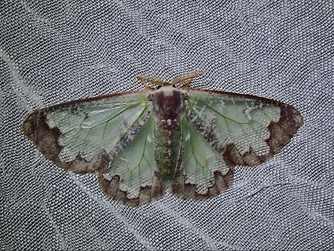Tussock Moth - Carriola witti  Carriola witti,Dumaran,Moth,Palawan,Philippines,Tussock Moth