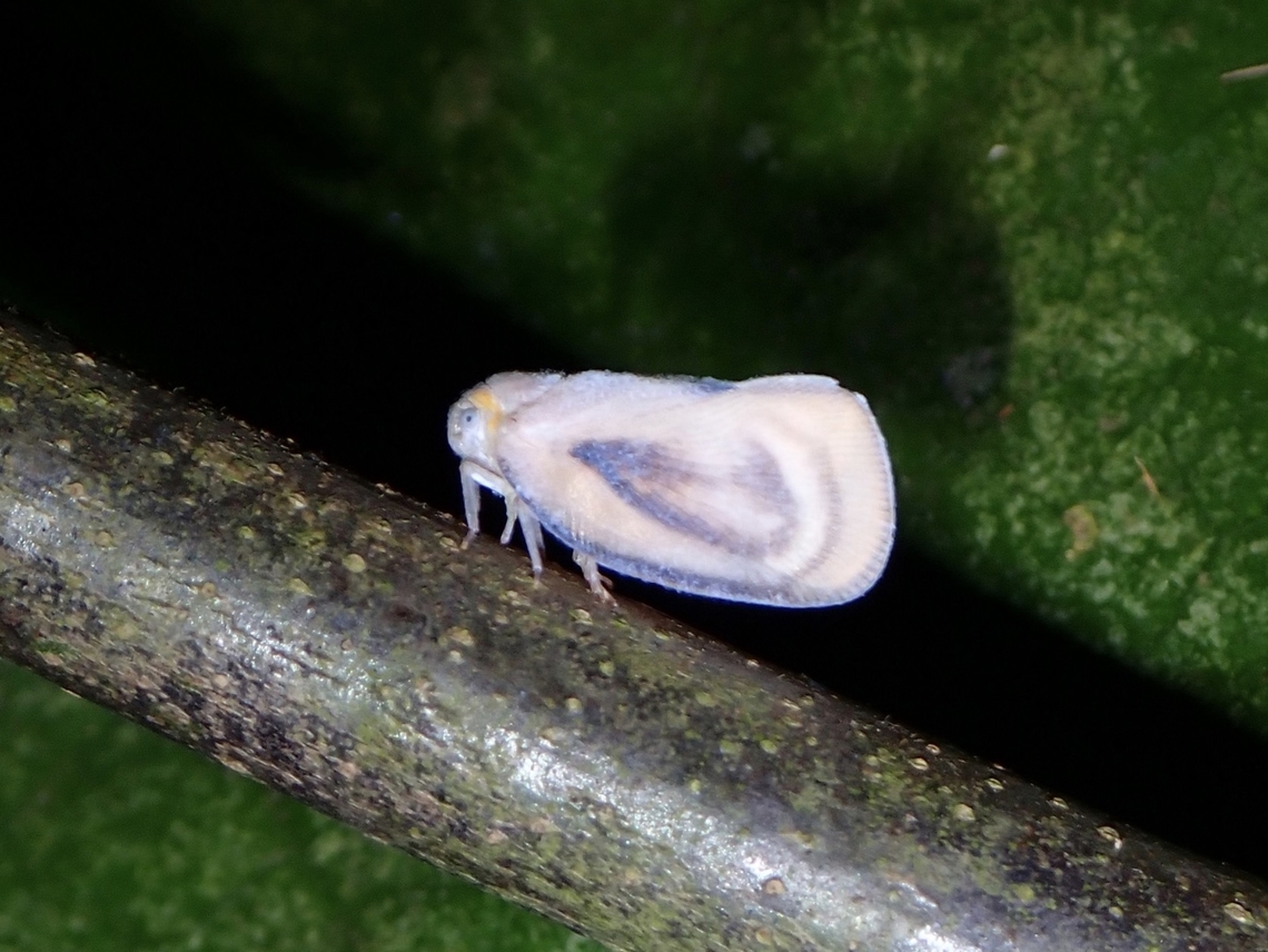 Flatid Planthopper - Bythopsyrna raapi Tentative ID, Bythopsyrna cf. raapi Butterworth,Bythopsyrna raapi,Flatid Planthopper,Hopper,Penang,Planthopper