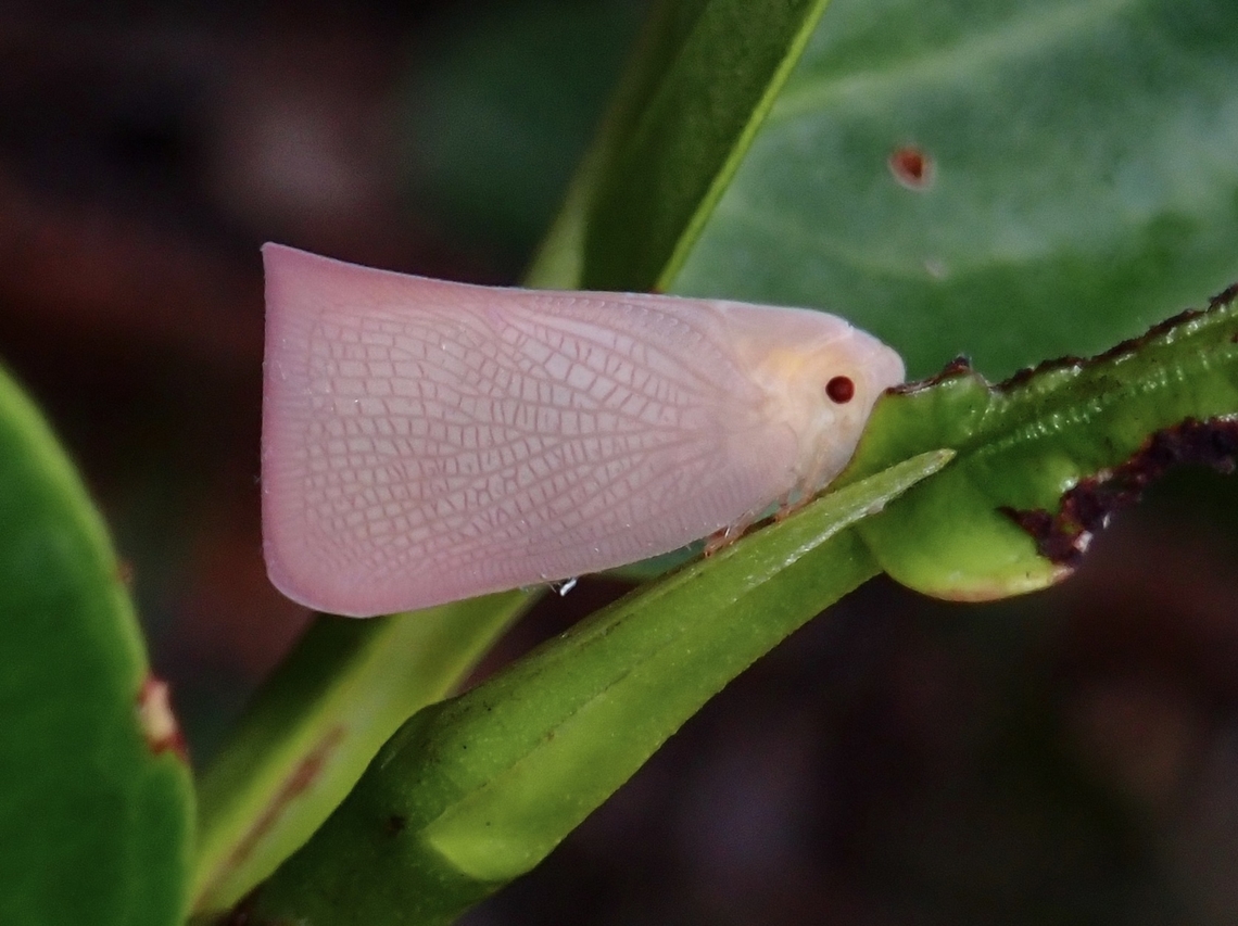 Pretty in Pink Tentative ID, Nephesa cf. grata Flatid Planthopper,Hopper,Nephesa grata,Palawan,Philippines,Planthopper