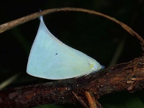 Green with Envy Tentative ID, Lawana cf. adscendens Flatid Planthopper,Hopper,Lawana adscendens,Malaysia,Penang,Planthopper