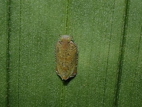 Planthopper - Menosca insignis Tentative ID, Menosca cf. insignis Hopper,Menosca insignis,Menosca insignis.Planthopper,Palawan,Philippines