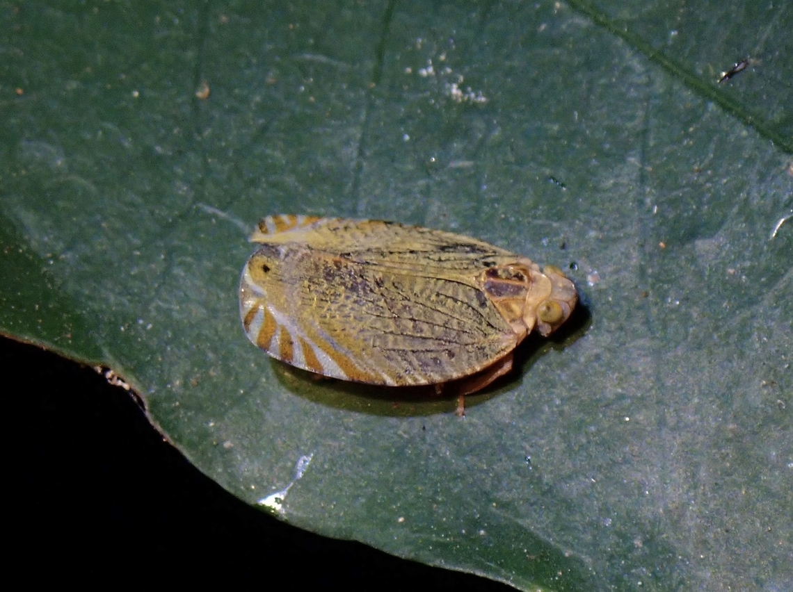 Planthopper - Menosca insignis Tentative ID, Menosca cf. insignis Hopper,Malaysia,Menosca insignis,Menosca insignis.Penang,Planthopper