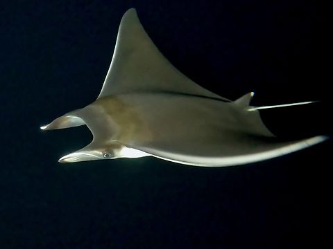 Short-Fin Pygmy Devil Ray  Devil Ray,Maldives,Mobula kuhlii,Pygmy Devil Ray,Ray