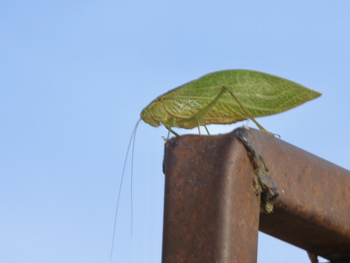 Leaf Katydid - Stibaroptera nitidifolia Katydid,Malaysia,Sabah,Stibaroptera nitidifolia