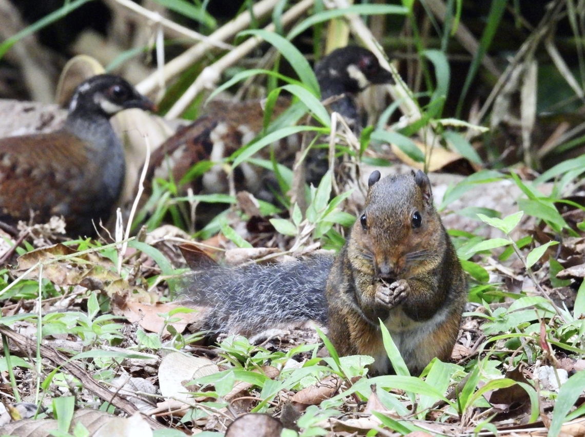 Distraction X2<br />
<br />
Asian Red-Cheeked Squirrel - Dremomys rufigenis Asian Red-Cheeked Squirrel,Dremomys rufigenis,Malaysia,Pahang,Red-Cheeked Squirrel,Squirrel