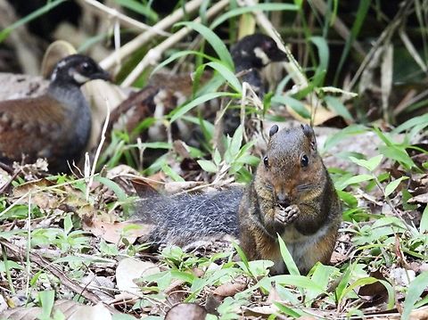 Distraction X2

Asian Red-Cheeked Squirrel - Dremomys rufigenis Asian Red-Cheeked Squirrel,Dremomys rufigenis,Malaysia,Pahang,Red-Cheeked Squirrel,Squirrel