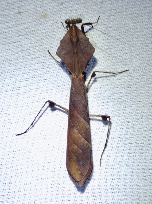 New Dead Leaf Observed in Mar 2023<br />
<br />
Newly described April 2024<br />
Dead Leaf Praying Mantis - Deroplatys kinabaluensis<br />
<br />
<a href="https://www.mapress.com/zt/article/view/zootaxa.5445.1.1" rel="nofollow">https://www.mapress.com/zt/article/view/zootaxa.5445.1.1</a> Dead Leaf Praying Mantis,Deroplatys kinabaluensis,Malaysia,Mantis,Praying Mantis,Sabah