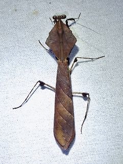 New Dead Leaf Observed in Mar 2023

Newly described April 2024
Dead Leaf Praying Mantis - Deroplatys kinabaluensis

https://www.mapress.com/zt/article/view/zootaxa.5445.1.1 Dead Leaf Praying Mantis,Deroplatys kinabaluensis,Malaysia,Mantis,Praying Mantis,Sabah