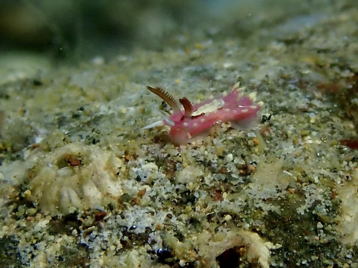 New Nudi Observed in April 2019<br />
<br />
Naisdoris vitiligata, newly described in April 2024<br />
<a href="https://www.marinespecies.org/aphia.php?p=taxdetails&amp;id=1748743&amp;from=rss" rel="nofollow">https://www.marinespecies.org/aphia.php?p=taxdetails&amp;id=1748743&amp;from=rss</a> Anilao,Batangas,Naisdoris vitiligata,Nudibranch,Philippines