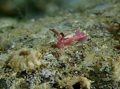 New Nudi Observed in April 2019

Naisdoris vitiligata, newly described in April 2024
https://www.marinespecies.org/aphia.php?p=taxdetails&id=1748743&from=rss Anilao,Batangas,Naisdoris vitiligata,Nudibranch,Philippines