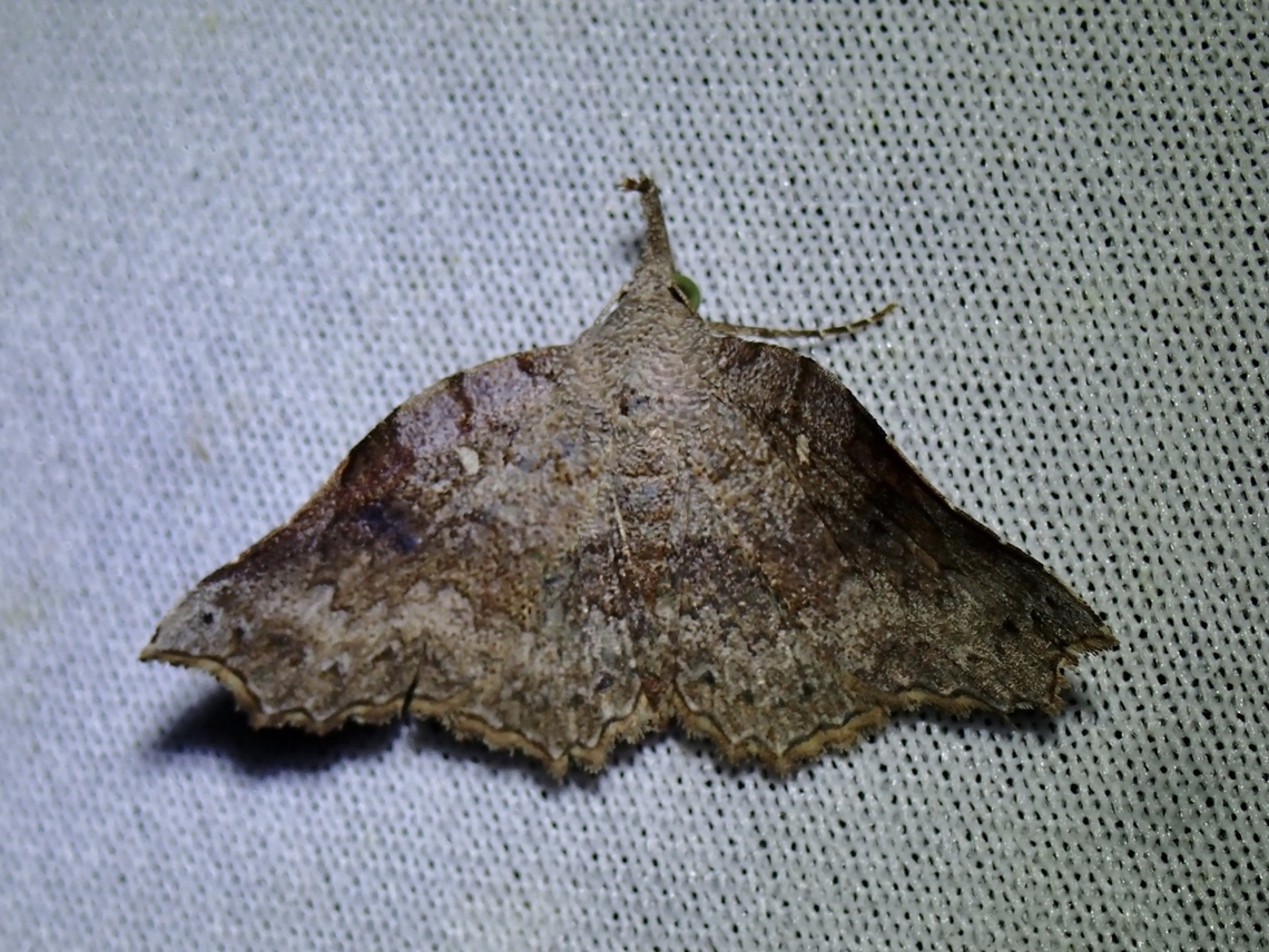 Moth - Throanagonia tiara  Malaysia,Moth,Sabah,Throanagonia tiara