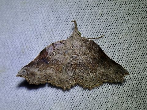 Moth - Throanagonia tiara  Malaysia,Moth,Sabah,Throanagonia tiara