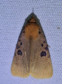 Boringly Rare Moth - Avitta bracteola Avitta bracteola,Malaysia,Moth,Sabah