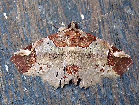 Moth - Tamba lahera  Malaysia,Moth,Sabah,Tamba lahera