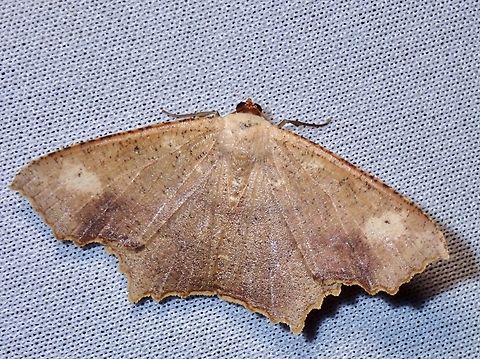 Moth - Danala laxtaria  Danala laxtaria,Malaysia,Moth,Sabah