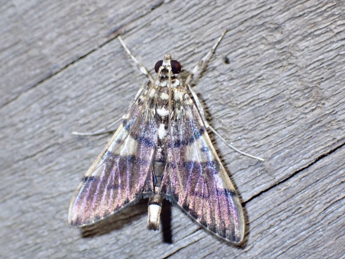 Pearl Moth - Nothomastix pronaxalis  Malaysia,Moth,Nothomastix pronaxalis,Pearl Moth,Sabah