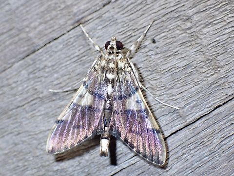 Pearl Moth - Nothomastix pronaxalis  Malaysia,Moth,Nothomastix pronaxalis,Pearl Moth,Sabah