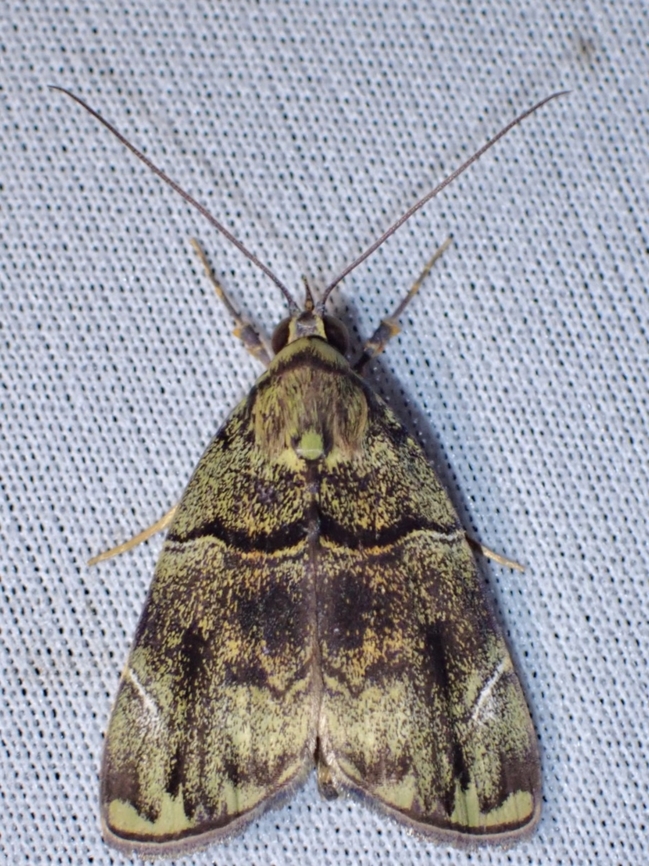 Tufted Moth - Labanda ceylusalis  Labanda ceylusalis,Malaysia,Moth,Sabah,Tufted Moth