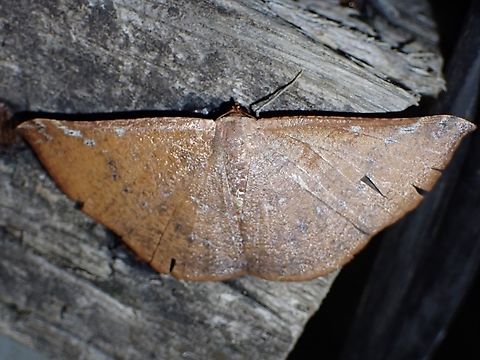 Moth - Auzeodes chalybaeata  Auzeodes chalybaeata,Malaysia,Moth,Sabah
