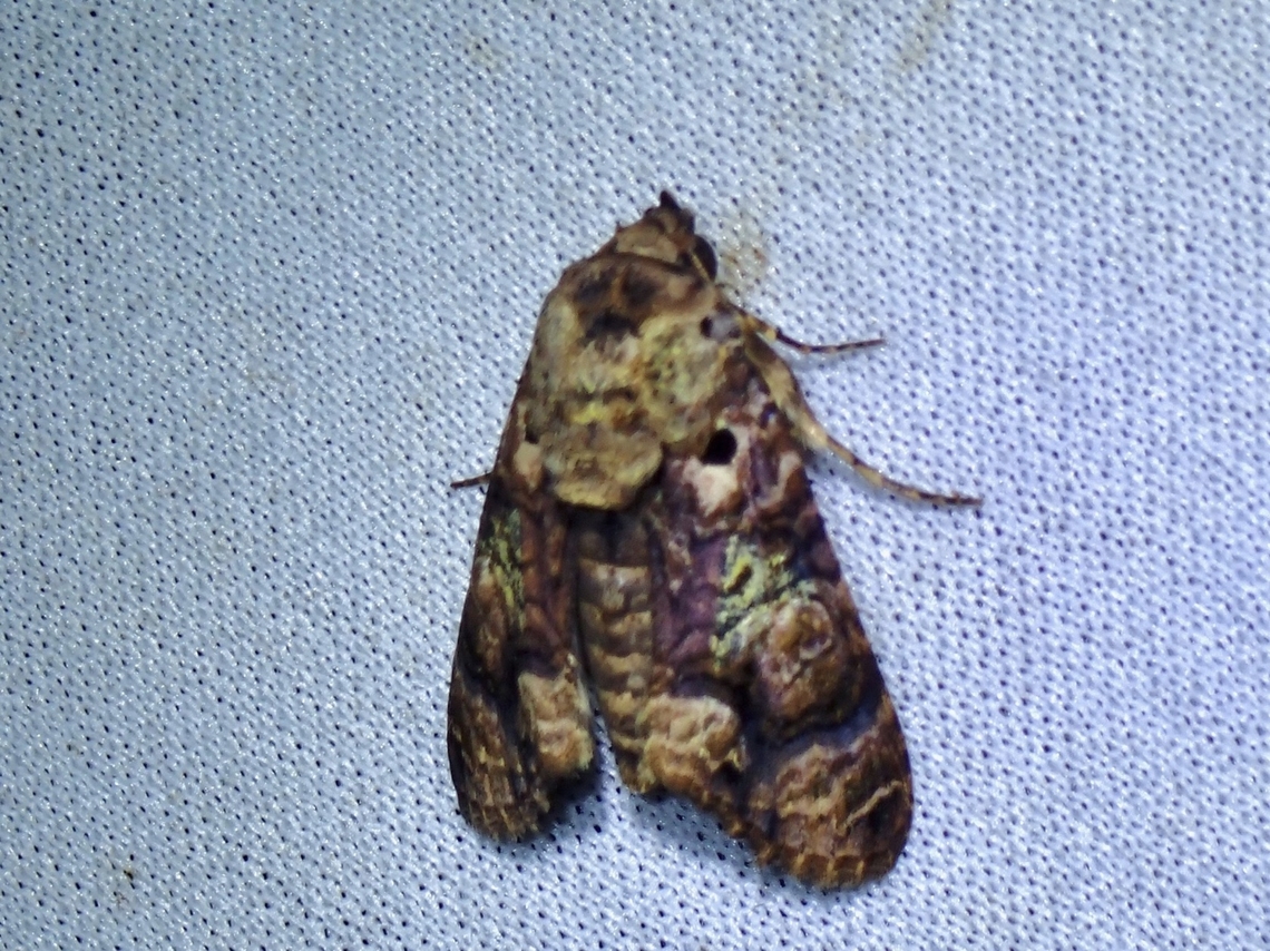 Moth - Stictoptera repleta  Malaysia,Moth,Sabah,Stictoptera repleta