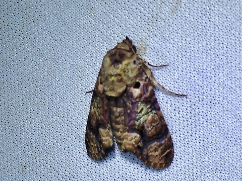 Moth - Stictoptera repleta  Malaysia,Moth,Sabah,Stictoptera repleta