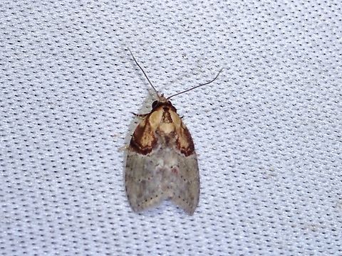 Moth - Garella vernoides  Garella vernoides,Malaysia,Moth,Sabah