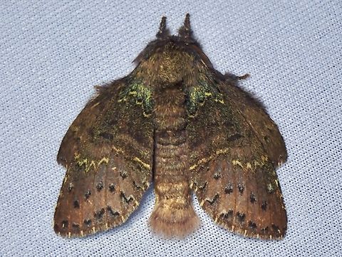 Prominent Moth - Stauropus major  Malaysia,Moth,Prominent Moth,Sabah,Stauropus major
