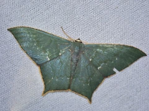 Emerald Moth - Maxates korintjiensis  Emerald Moth,Malaysia,Maxates korintjiensis,Moth,Sabah