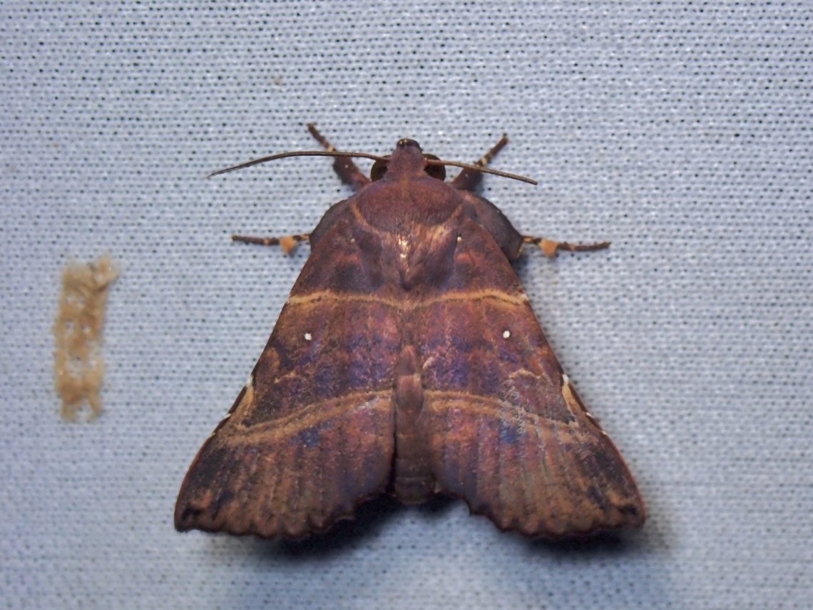 Moth - Ossonoba torpida  Malaysia,Moth,Ossonoba torpida,Sabah