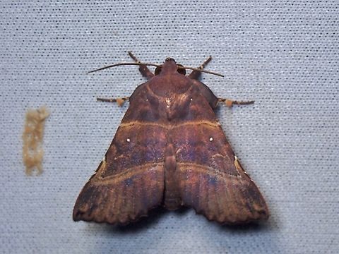 Moth - Ossonoba torpida  Malaysia,Moth,Ossonoba torpida,Sabah