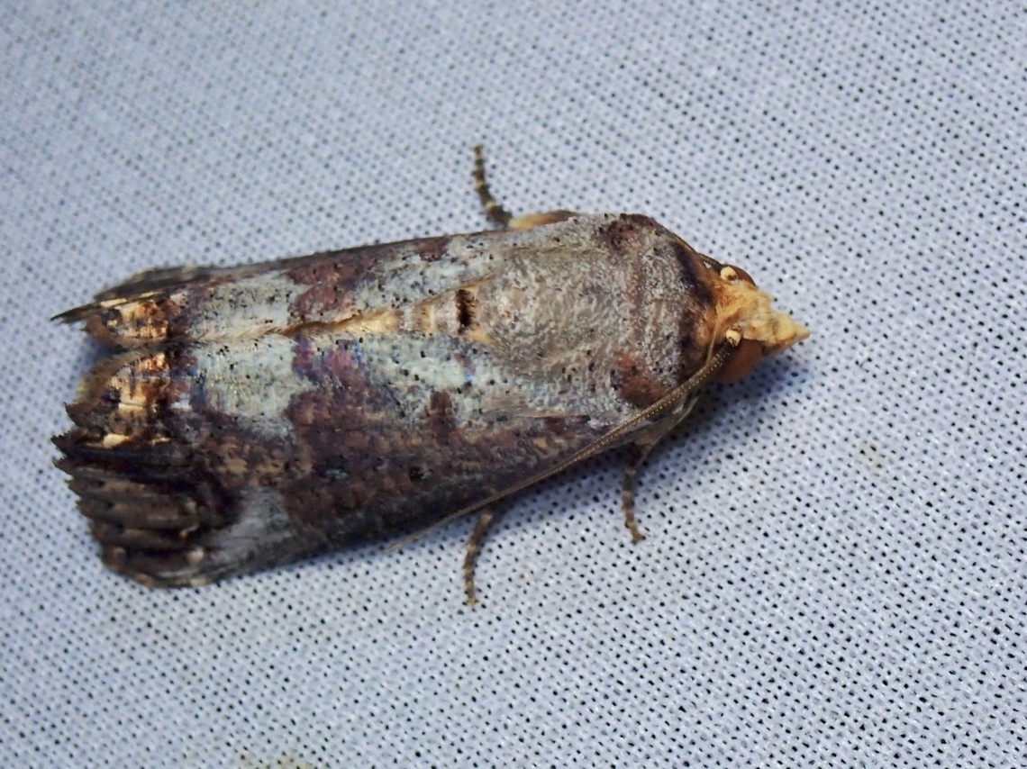 Moth - Hypocala andamana  Hypocala andamana,Malaysia,Moth,Sabah