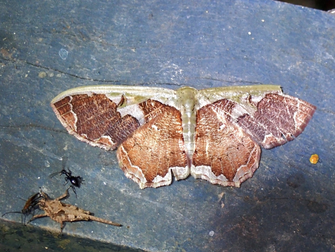 Moth - Zythos turbata  Malaysia,Moth,Sabah,Zythos turbata