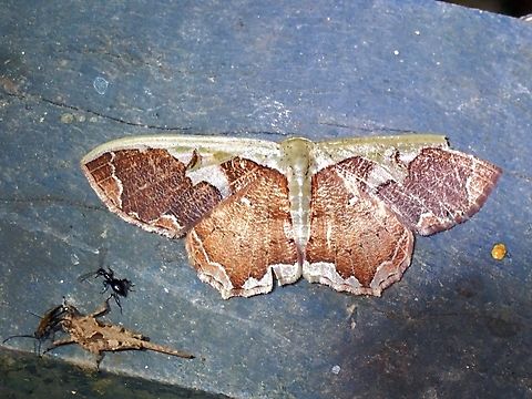 Moth - Zythos turbata  Malaysia,Moth,Sabah,Zythos turbata