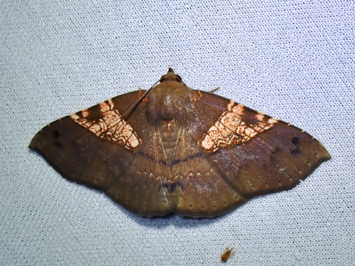 Moth - Platyjionia mediorufa  Malaysia,Moth,Platyjionia mediorufa,Sabah
