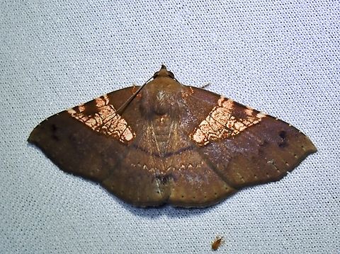 Moth - Platyjionia mediorufa  Malaysia,Moth,Platyjionia mediorufa,Sabah