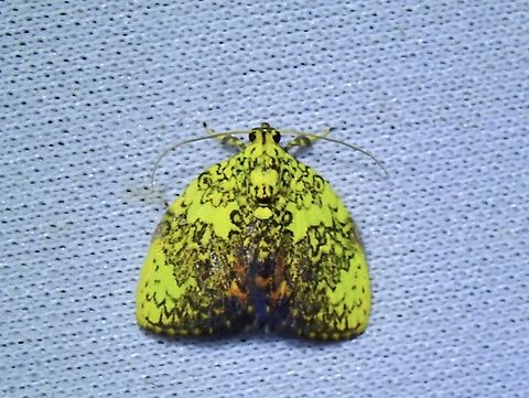 Tufted Moth - Siglophora cymographa  Malaysia,Moth,Sabah,Siglophora cymographa,Tufted Moth