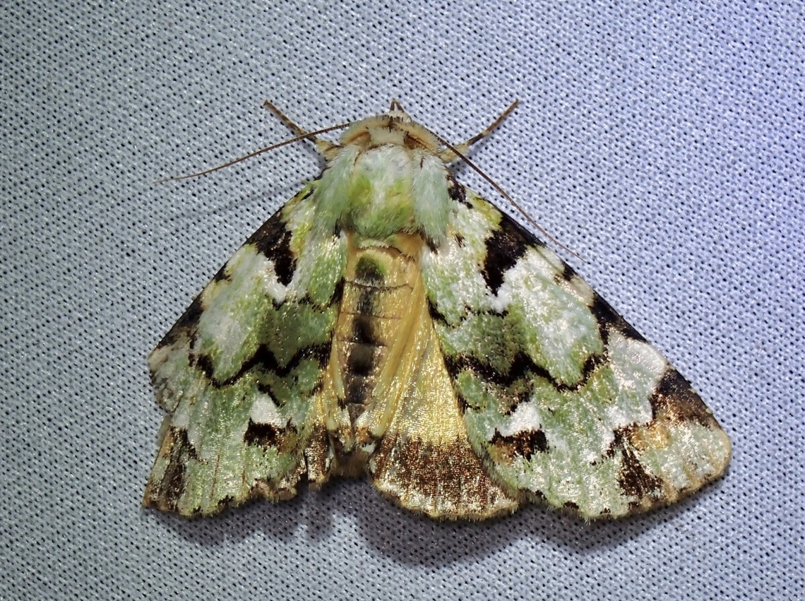Moth - Donda sailendra  Donda sailendra,Malaysia,Moth,Sabah