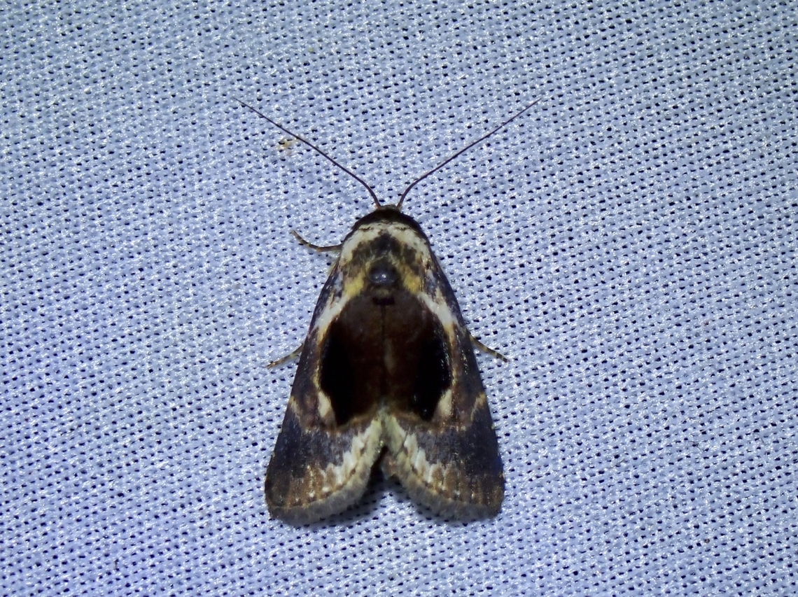 Moth - Meekistrotia bacchusi  Malaysia,Meekistrotia bacchusi,Moth,Sabah