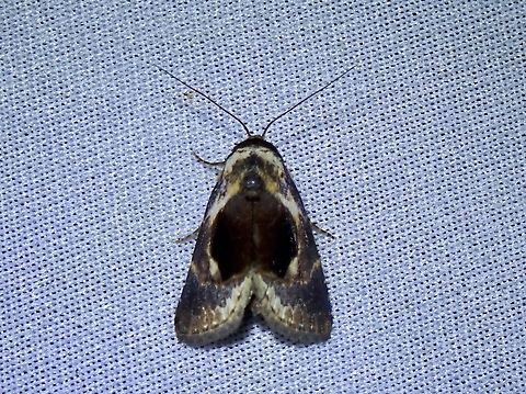 Moth - Meekistrotia bacchusi  Malaysia,Meekistrotia bacchusi,Moth,Sabah