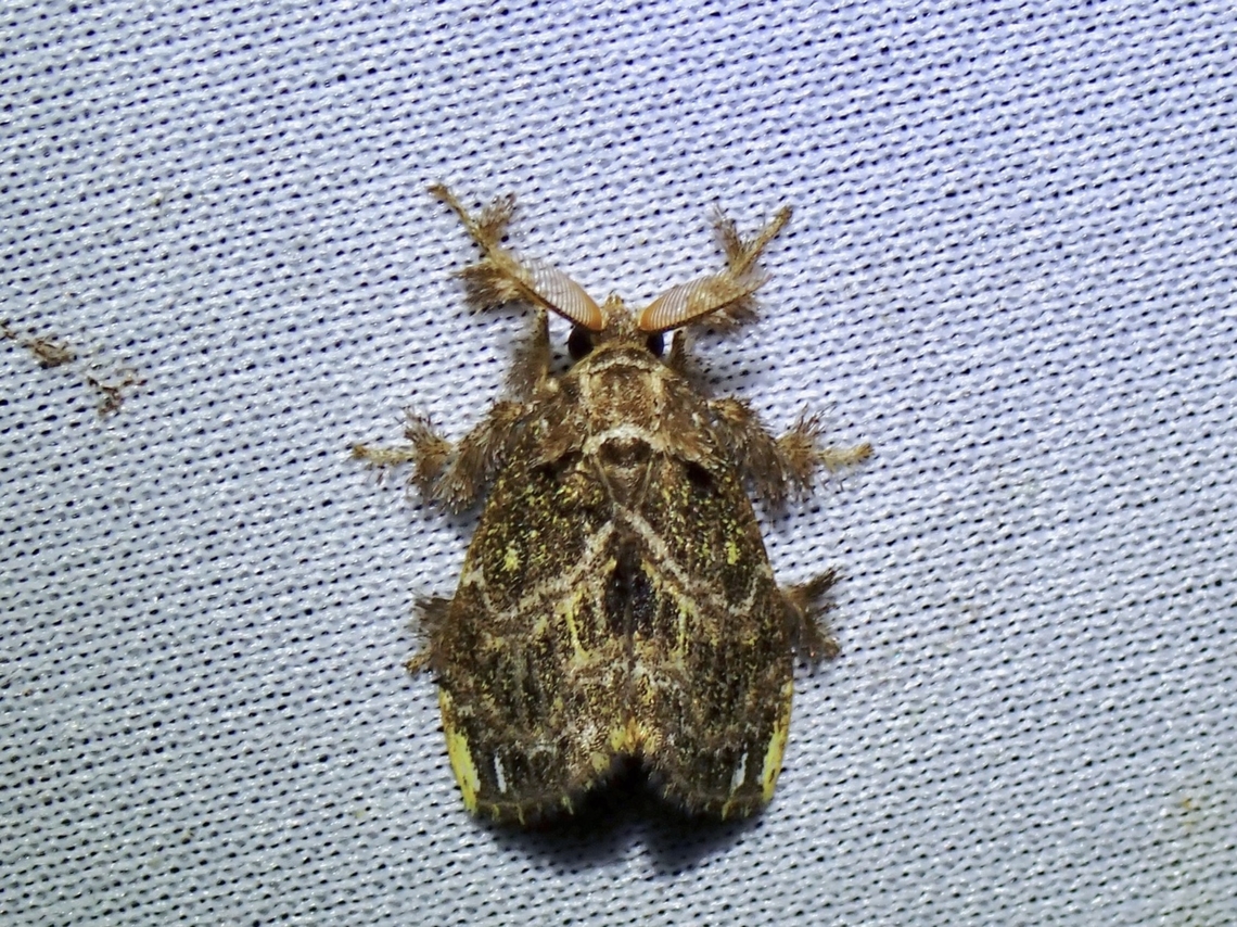 Moth - Cozola subrana  Cozola subrana,Malaysia,Moth,Sabah