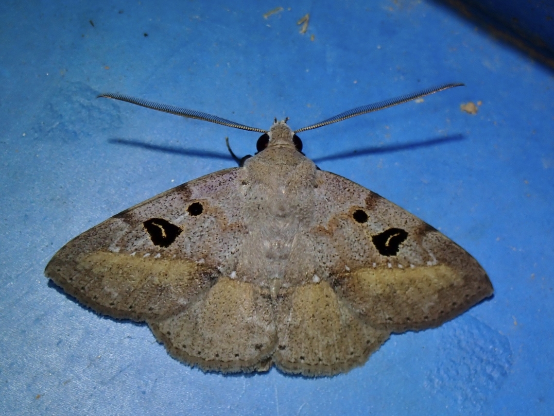 Moth - Ugia signifera  Malaysia,Moth,Sabah,Ugia signifera