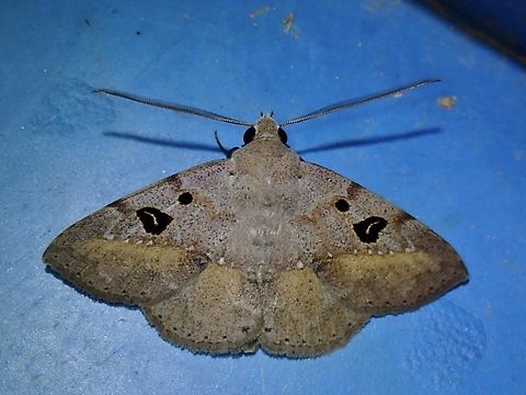 Moth - Ugia signifera  Malaysia,Moth,Sabah,Ugia signifera