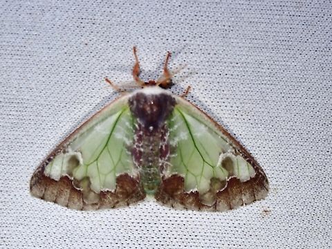 Tussock Moth - Carriola witti  Carriola witti,Malaysia,Moth,Sabah,Tussock Moth