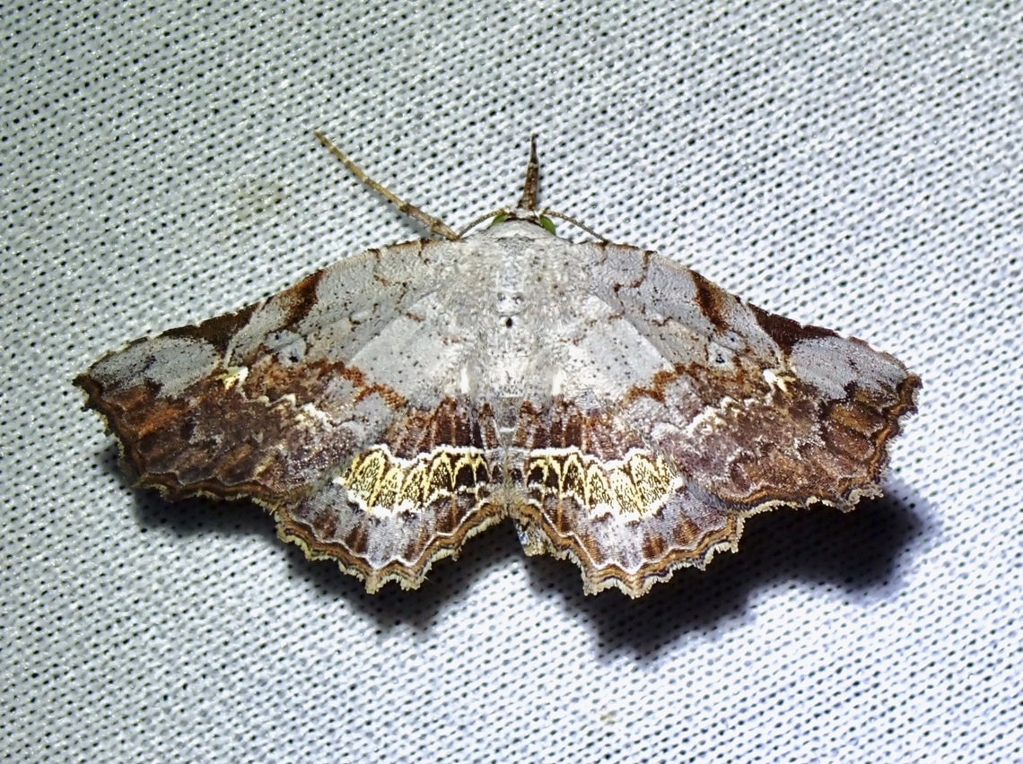 Moth - Throana callista  Malaysia,Moth,Sabah,Throana callista