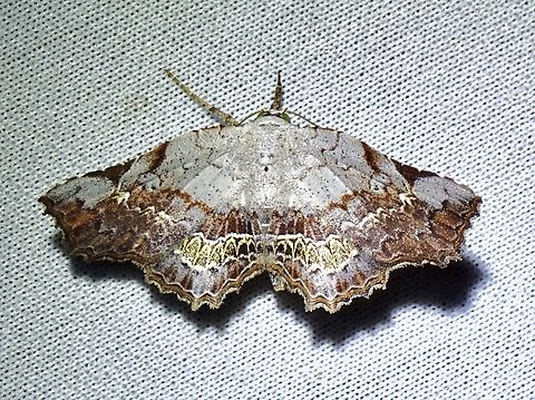 Moth - Throana callista  Malaysia,Moth,Sabah,Throana callista