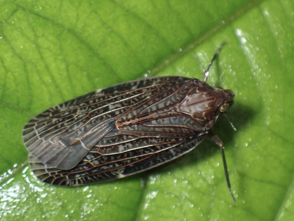 Achilid Planthopper Tentative, Faventilla cf. pustulata Achilid Planthopper,Faventilla pustulata,Hopper,Malaysia,Planthopper,Sabah