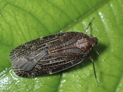 Achilid Planthopper Tentative, Faventilla cf. pustulata Achilid Planthopper,Faventilla pustulata,Hopper,Malaysia,Planthopper,Sabah