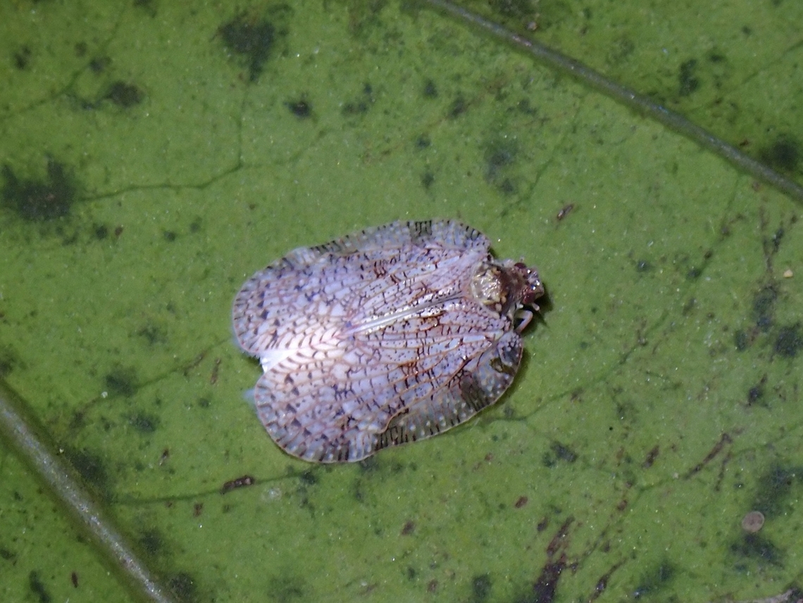 Flatid Planthopper - Uxantis reversa Tentative, Uxantis cf. reversa Flatid Planthopper,Hopper,Malaysia,Penang,Planthopper,Uxantis reversa