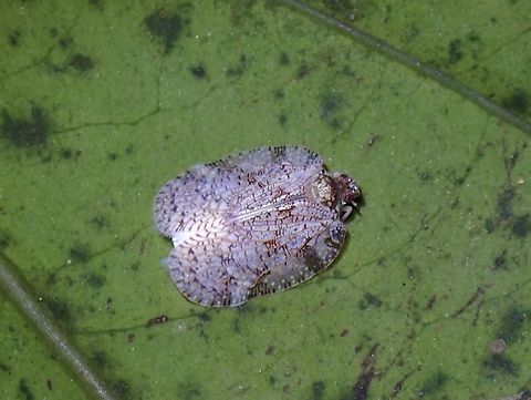 Flatid Planthopper - Uxantis reversa Tentative, Uxantis cf. reversa Flatid Planthopper,Hopper,Malaysia,Penang,Planthopper,Uxantis reversa